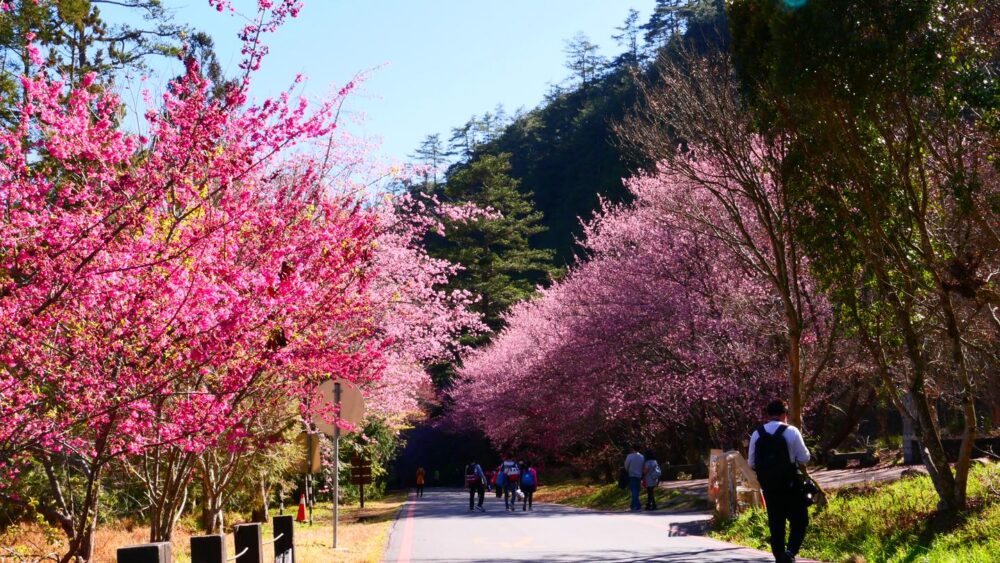 武陵 農場 櫻花