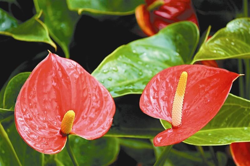 火鶴花 花材