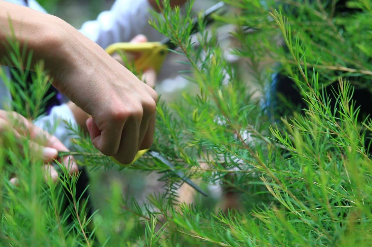 芳香 療法 精油