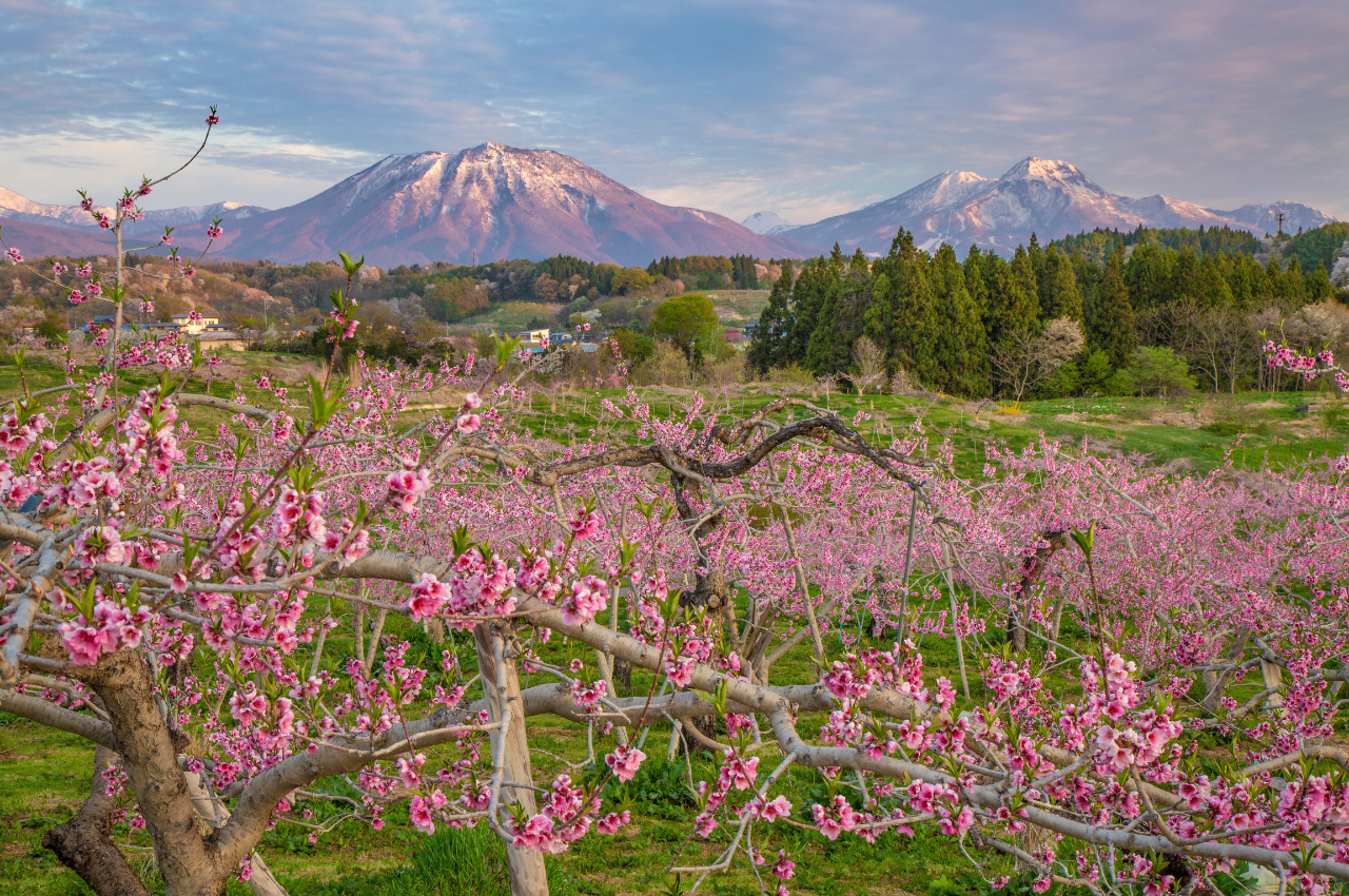 長野 水蜜桃