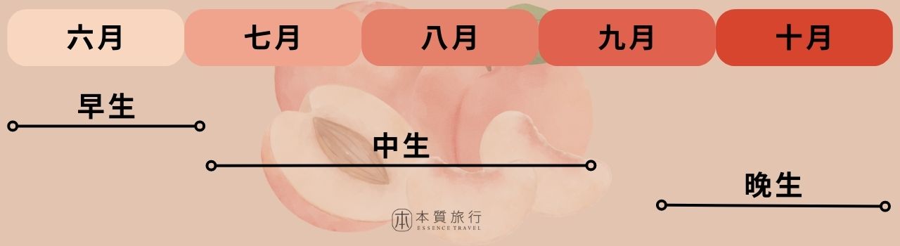 日本水蜜桃品種