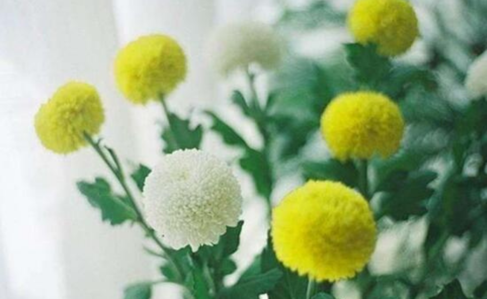 乒乓菊 花材