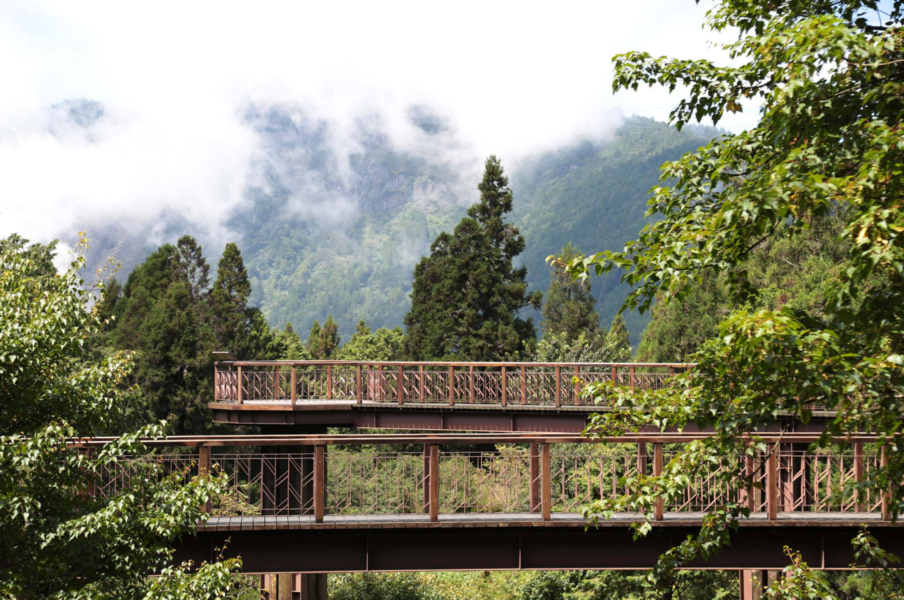 森林療癒 阿里山