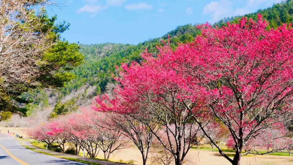 武陵 農場 櫻花