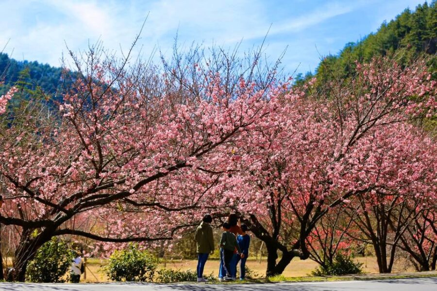 武陵 農場 櫻花