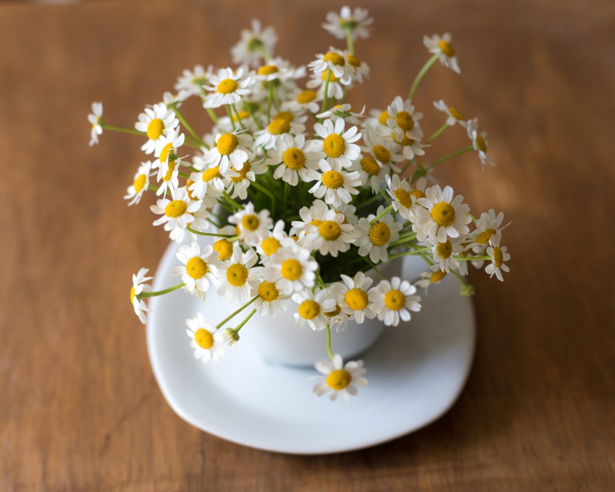 精油 洋甘菊