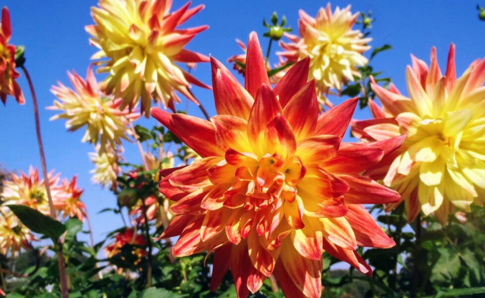 大理花 花材