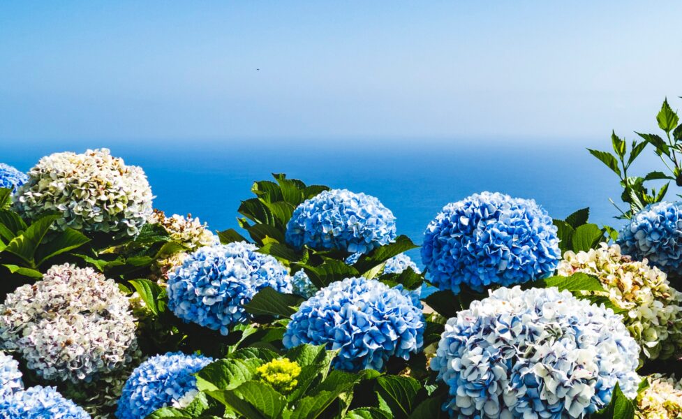 繡球花 花材