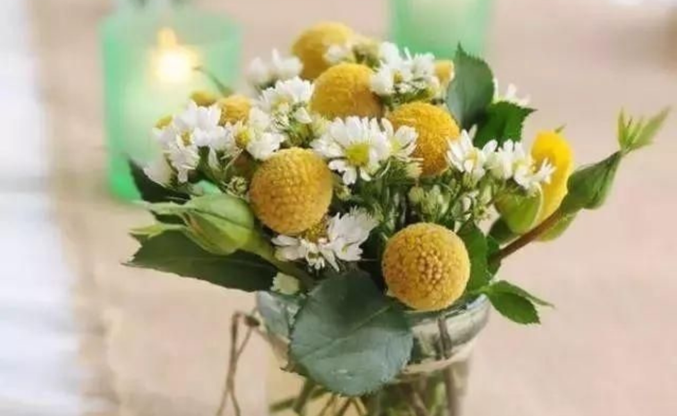 金槌花 花材